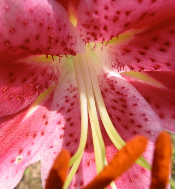 Sigrid Ebert, Photographie